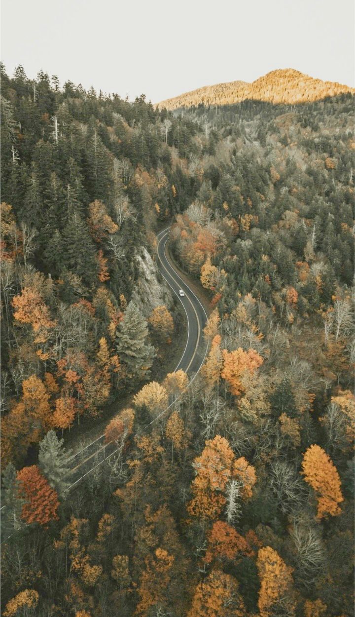 A winding road through peak fall color in the North Georgia mountains